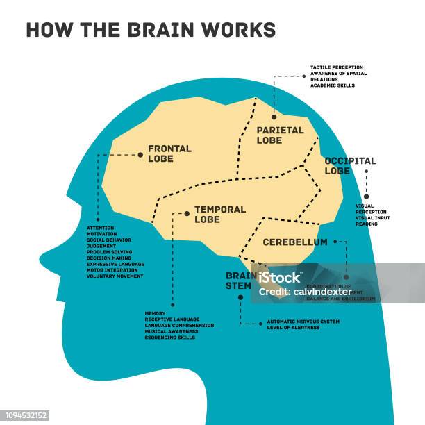 Woman Silhouette With Parts Of The Brain Infographic Stock Illustration - Download Image Now