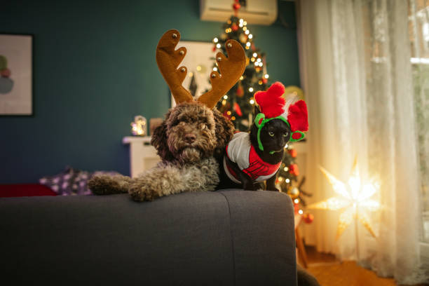 Christmas Pets Lagotto Romagnolo puppy and black cat posing with antlers at Christmas time. two animals photos stock pictures, royalty-free photos & images