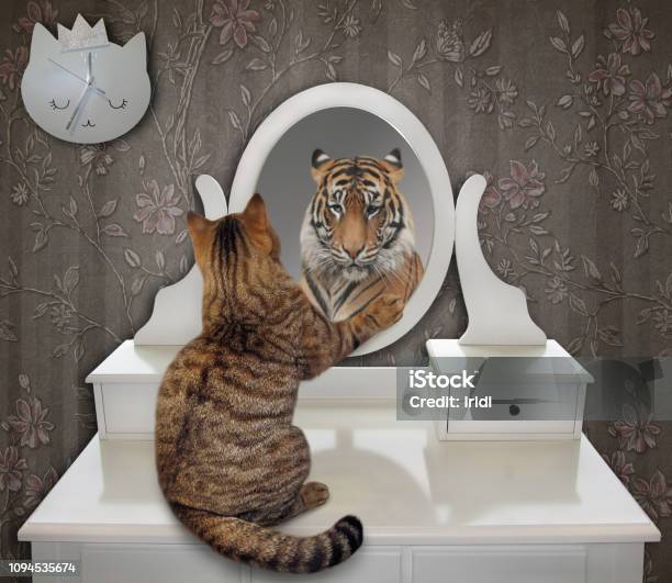 Gatto Guarda La Sua Divertente Riflessione 2 - Fotografie stock e altre immagini di Specchio - Specchio, Illusione, Riflesso