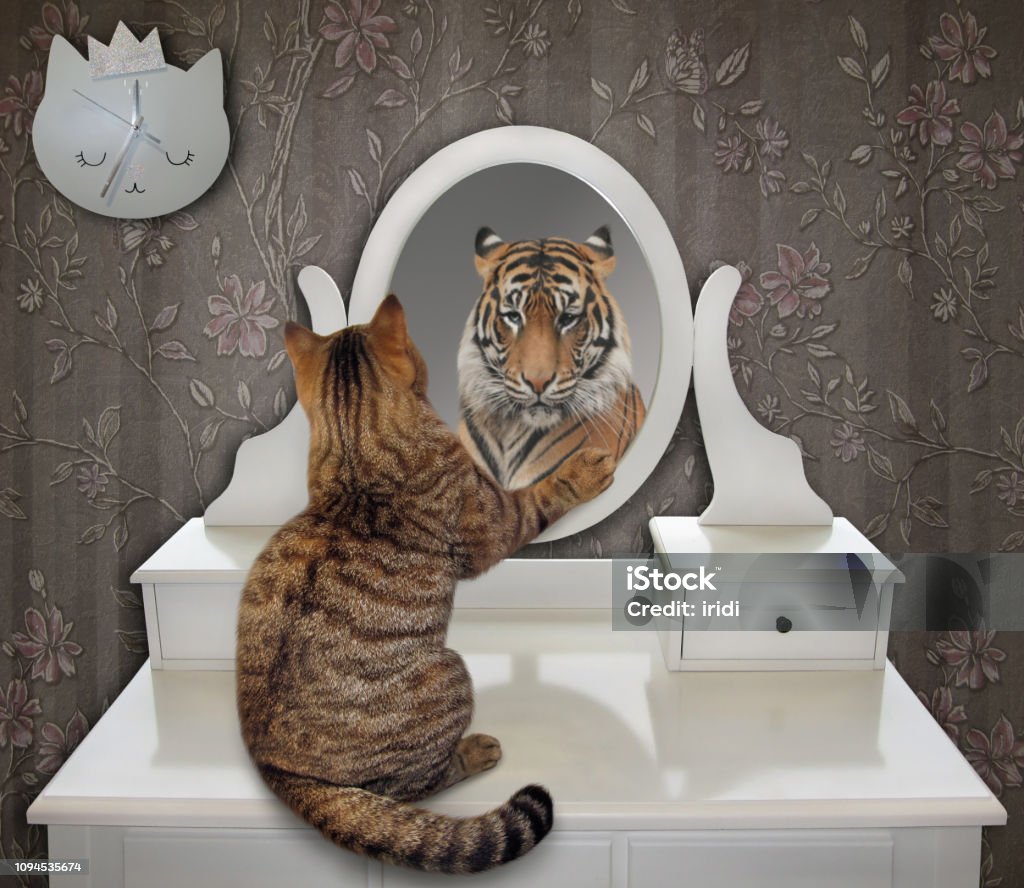 Cat looks at his funny reflection 2 The cat is looking at his funny reflection in the mirror at home. It sees a tiger there. Mirror - Object Stock Photo