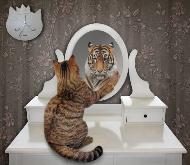 Cat looks at his funny reflection 2 The cat is looking at his funny reflection in the mirror at home. It sees a tiger there. chimera stock pictures, royalty-free photos & images