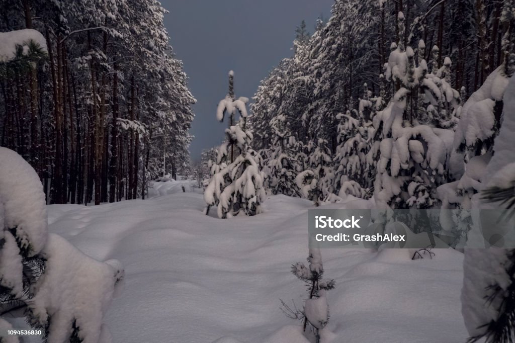 glade in the winter forest snow-covered lonely pine on the clearing in the night winter forest Beauty Stock Photo