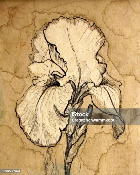 Iris Flower Stock Illustration - Download Image Now - Iris - Plant, Coffee Crop, Watercolor Painting