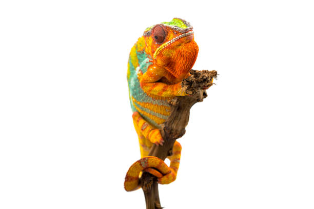 istock Yellow blue lizard Panther chameleon isolated on white background 1094540948