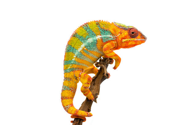 istock Yellow blue lizard Panther chameleon isolated on white background 1094540950