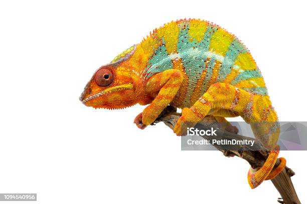 Yellow Blue Lizard Panther Chameleon Isolated On White Background Stock Photo - Download Image Now