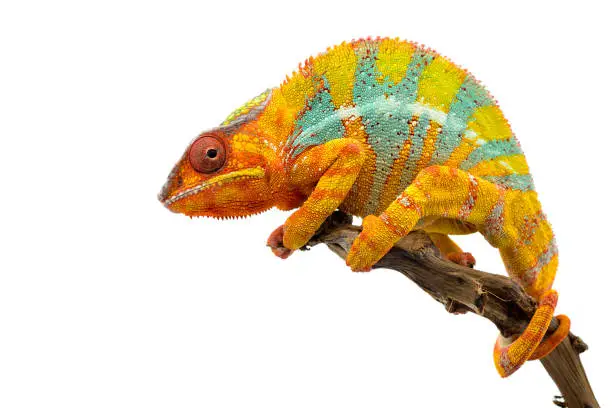 Photo of Yellow blue lizard Panther chameleon isolated on white background