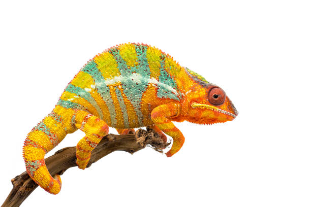 Yellow blue lizard Panther chameleon isolated on white background Yellow blue lizard Panther chameleon isolated on white background exotic pets photos stock pictures, royalty-free photos & images