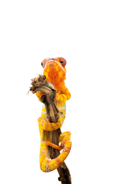 Yellow blue lizard Panther chameleon isolated on white background