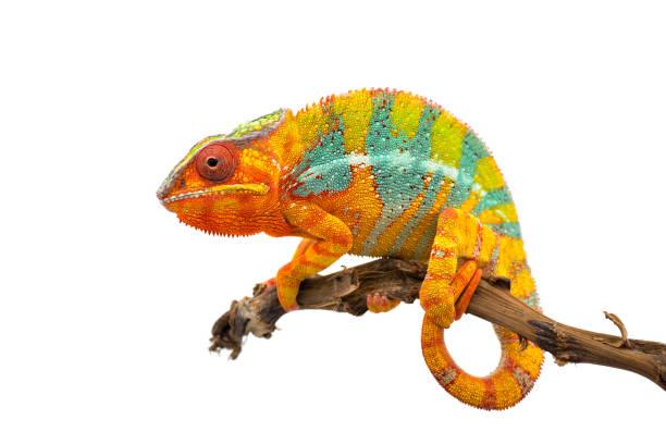 istock Yellow blue lizard Panther chameleon isolated on white background 1094541020
