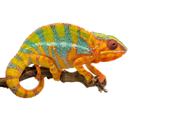 istock Yellow blue lizard Panther chameleon isolated on white background 1094541024