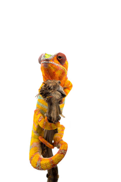 istock Yellow blue lizard Panther chameleon isolated on white background 1094541038