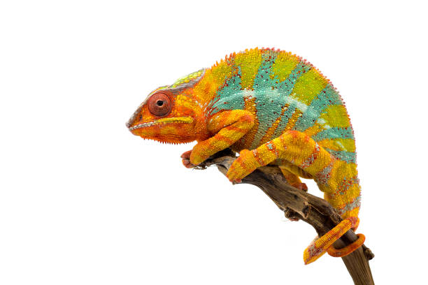 白い背景に分離された黄色の青いトカゲ パンサー カメレオン - lizard reptile branch textured ストックフォトと画像