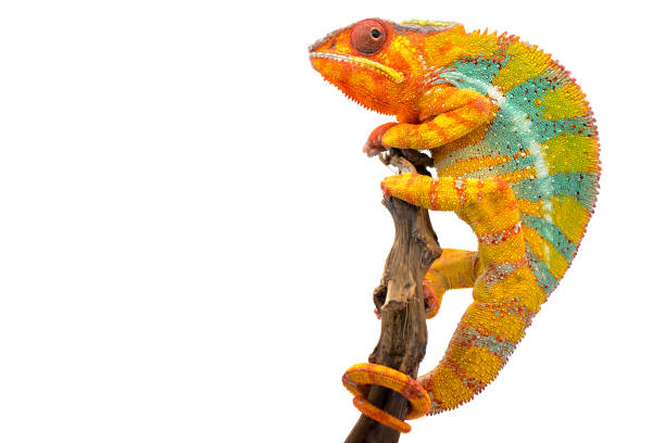istock Yellow blue lizard Panther chameleon isolated on white background 1094541202