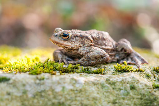An American toad in its natural environment.