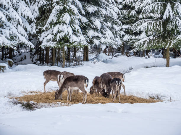 European fallow deer (Dama dama) in winter