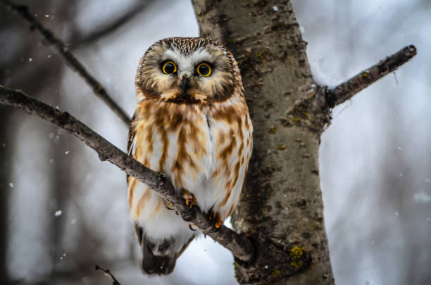 istock Saw whet in Snow Storm 1094541730