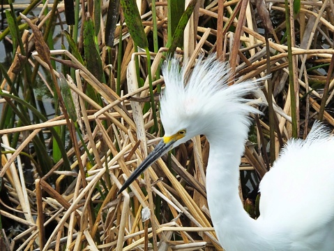 Snowy Egret with fluffy feathers