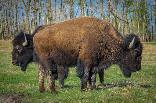 Bison in Elk National Park, Alberta, Canada