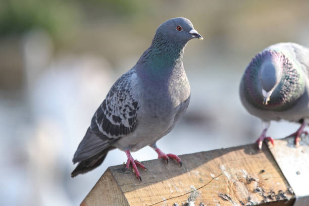istock A Pigeon sitting on a fence 1094547250