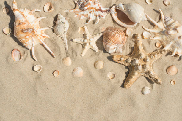 istock Sand on the beach with seashells and free space for writing or advertising 1094547576