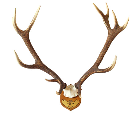 Antlers of a huge stag, hunted in 1888, isolated over white background