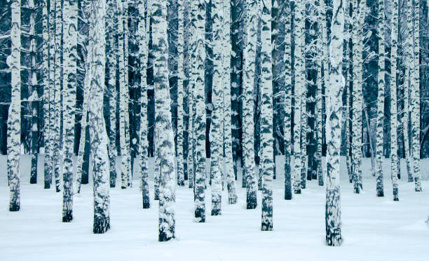 зимний парк с березами - берёзовая роща фотографии стоковые фото и изображения