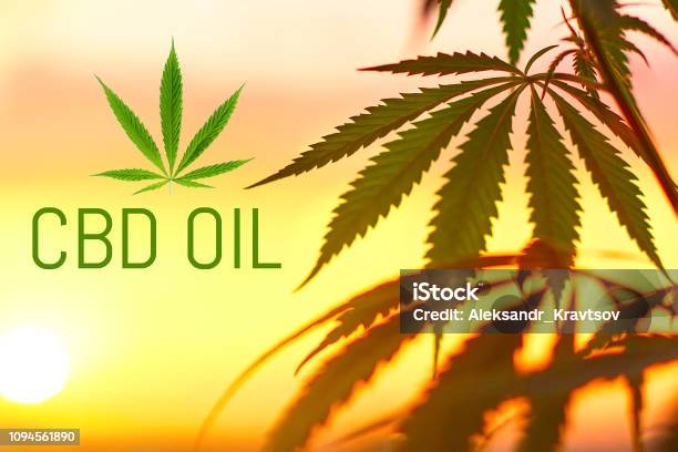 Sunset Cannabis Field Marijuana Plants Cbd Oil Cannabis Extract Medical Concept Stock Photo - Download Image Now