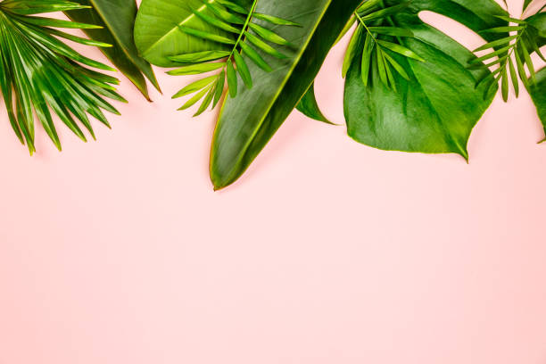 istock Tropical leaves and flowers on pink background 1094563172