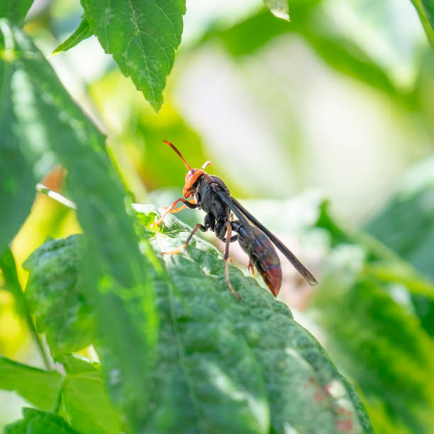 istock Large Red And Black Wasp (Hornet) In Aguas Calientes, Peru 1094564286