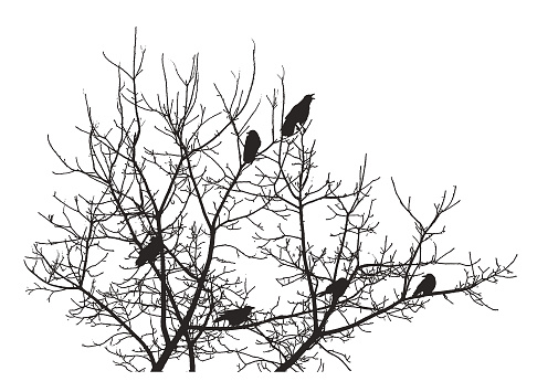 Silhouette Group of crows perching in a tree