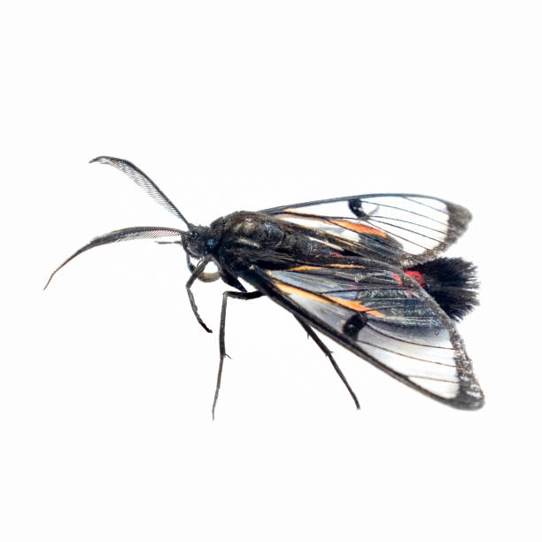 istock Clear-winged Wasp-Moth In Northern Peru 1094564902