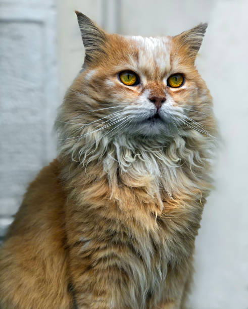 istock Portrait of a persian cat 1094565310