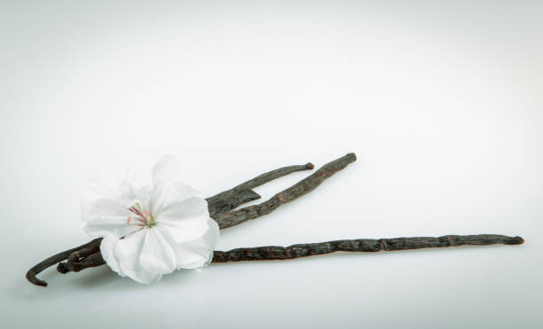 istock Vanilla Pods And Flower 1094565354