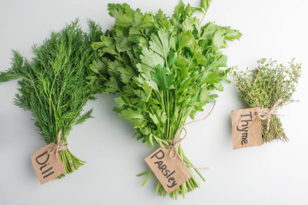 istock Herbs for cooking, thyme, dill and parsley 1094567794