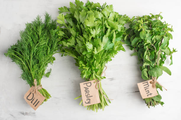 istock Herbs for cooking, mint, dill and parsley 1094568646