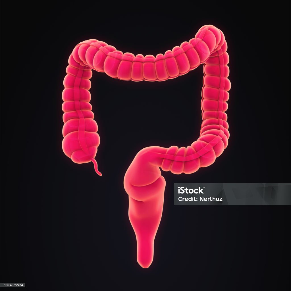 Human Colon Anatomy Human Colon Anatomy Illustration. 3D render Abdomen Stock Photo