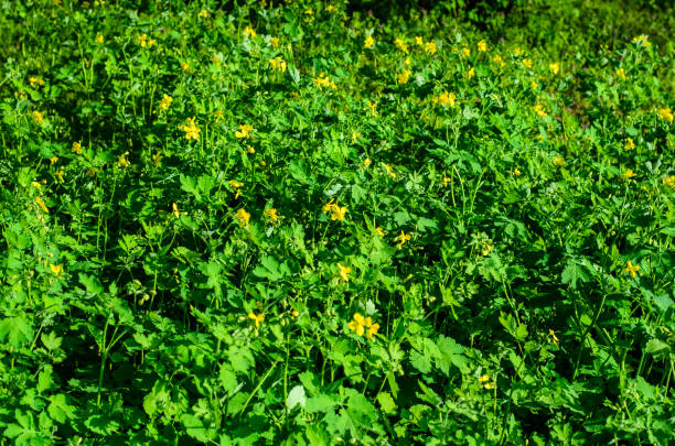 istock Celandine blossoming in park 1094570050