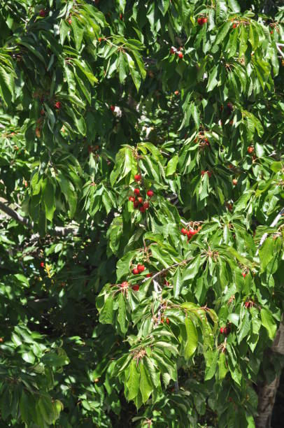 istock The beautiful Cherry tree in farmland 1094571298