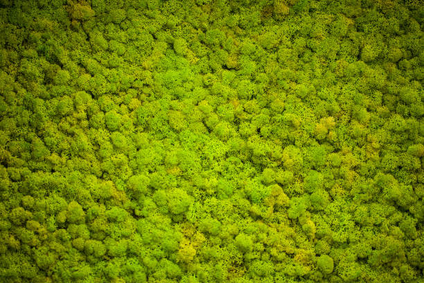 istock Green lichen. Moss wall in moder beauty studio 1094571562