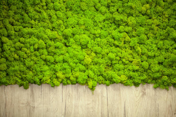 istock Green lichen. Moss wall in moder beauty studio 1094572046