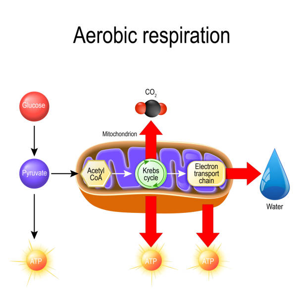 Aerobic respiration. Cellular respiration Aerobic respiration. Cellular respiration. Pyruvate enter the mitochondria in order to be oxidized by the Krebs cycle. products of this process are carbon dioxide, water, and energy. Vector diagram for educational, biological, science and medical use aerobics stock illustrations