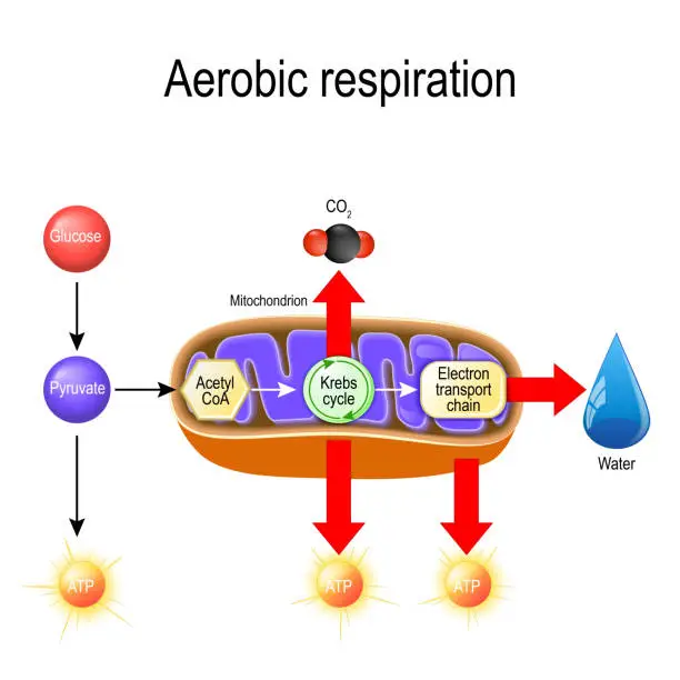 Vector illustration of Aerobic respiration. Cellular respiration