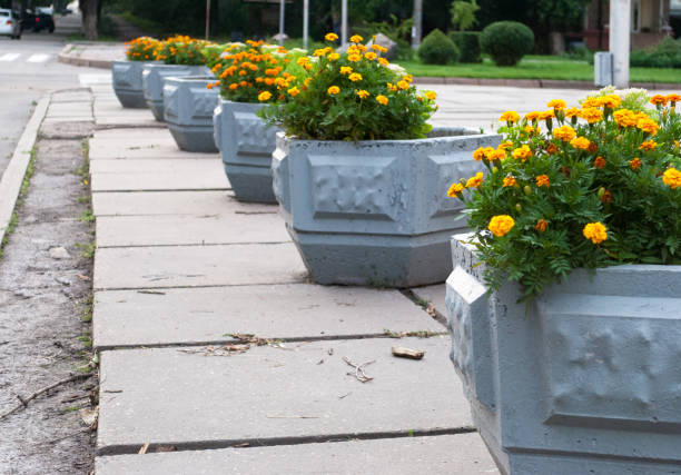 istock Concrete beds with yellow flowers, stand on concrete slabs 1094579824