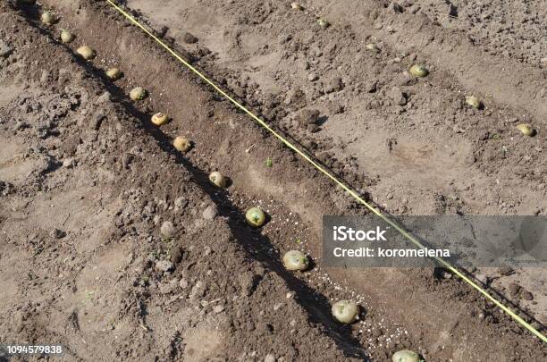Planting Potatoes In The Vegetable Garden Stock Photo - Download Image Now - Seed, Vegetable Garden, Agricultural Field