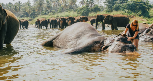 istock Woman playing with elephant in water 1094582428