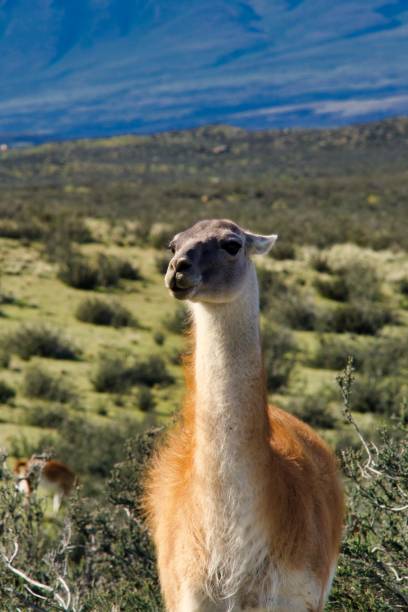 istock Guanaco in Patagonia 1094584080
