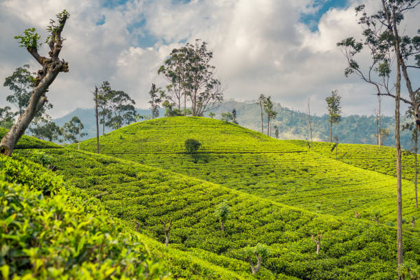 istock Tranquil view of tea plantation 1094588924