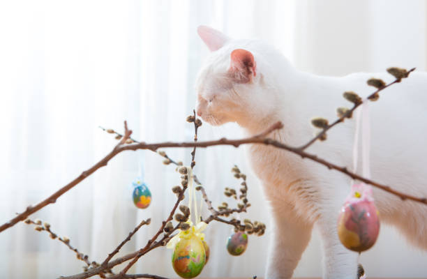 istock young white cat sniffling at pussy willow 1094589014