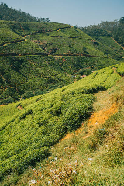 istock Tranquil view of meadow,Sri Lanka 1094589462
